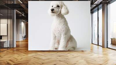 The cute white poodle puppy is isolated on a transparent background Wall mural