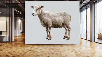 Village animal isolated on clear gray background photo Wall mural