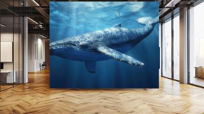 Whale blue background studio light stock photo Wall mural