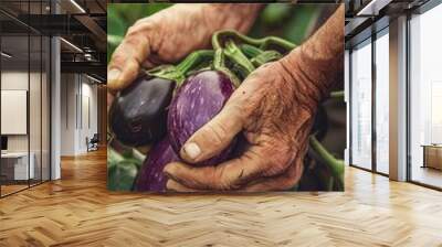 a man holds eggplants in his hands. Selective focus Wall mural