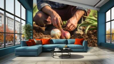 onion in hands harvesting. farmer harvests fresh organic onion Wall mural