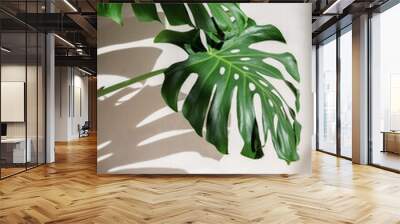 Monstera leaves against a white concrete wall with beautiful shadows from natural sunlight. Wall mural