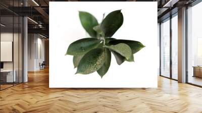 a green plant with leaves on a white background. indoor green flower with water drops on the leaves. the concept of nature Wall mural