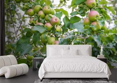 an apple tree with green unripe apples. garden fruits. seasonal harvest. useful vitamins on the farm Wall mural