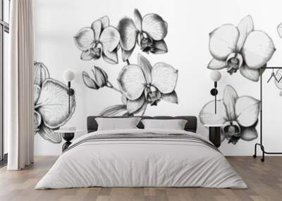 Hand draw orchids illustration. Flower collection. Wall mural