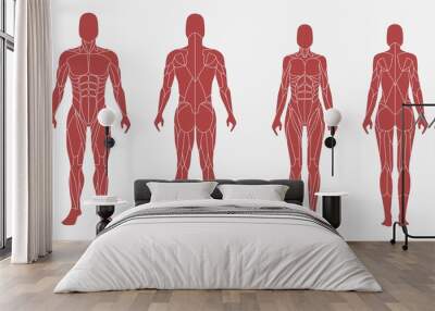 Male and female body in an anatomic, muscular illustration. Front and back view - isolated vector illustrations on white background. Used for education system, in sports design, print, sites. Wall mural