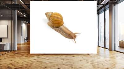 isolated photos of the African snail Achatina close-up Wall mural