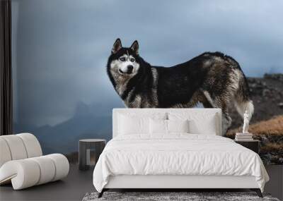 A beautiful dog of the Siberian Husky breed stands high in the mountains in autumn. Free life concept Wall mural