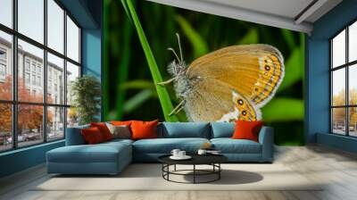 Coenonympha hero L. Wall mural