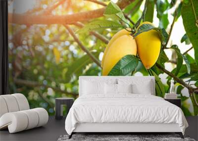 Closeup of Mangoes hanging in mango farm with sun light effect Wall mural