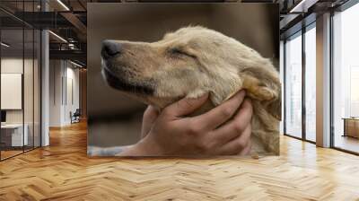 closeup portrait sad homeless abandoned brown dog with human hands in shelter for dogs Wall mural