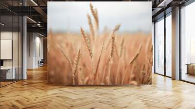 golden wheat field in summer Wall mural