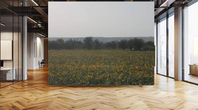 large field of close-up yellow ripe sunflowers flowers Wall mural