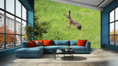 The wild hare sits in the green grass Wall mural