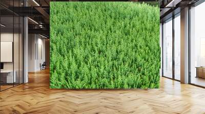 green grass background Wall mural