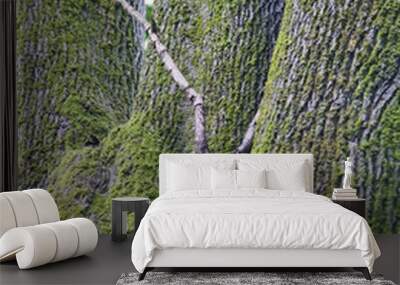 green moss on tree bark Wall mural