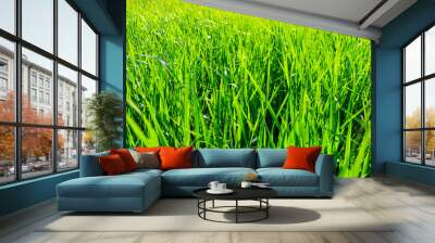 Fresh green grass background in sunny summer day Wall mural