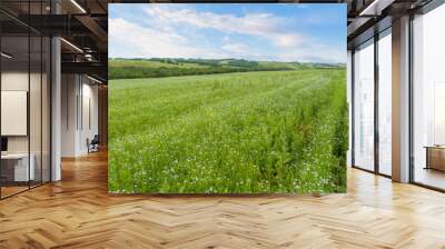 Summer landscape with green fields of blooming blue flax flowers under a gorgeous blue sky with clouds in Khakassia, Russia Wall mural