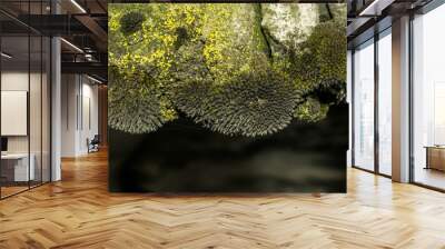 Green moss close up for design background Wall mural