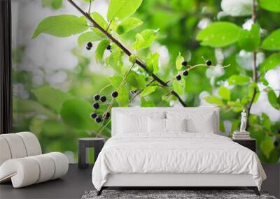 wolfberry. branch with black berries. poisonous berries on the tree. Wall mural