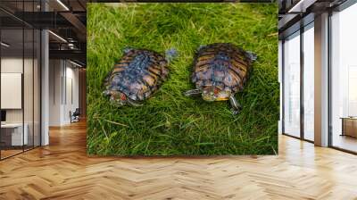 turtle with red ears on the green juicy grass in the park Wall mural