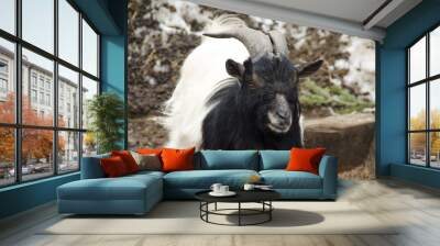 Black and white horned goat Wall mural