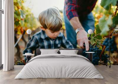 Father and son harvesting grapes in vineyard. Selective focus Wall mural