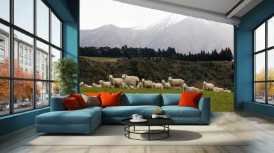 Cute sheep with white wool graze on lush grass meadow Wall mural