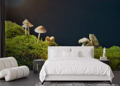 Mushrooms on green moss on dark background with Sun . Wall mural