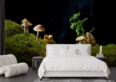 Mushrooms on green moss on dark background with Sun . Wall mural