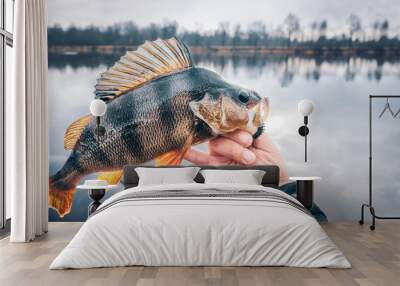 Close-up perch in the hand of a fisherman. Wall mural