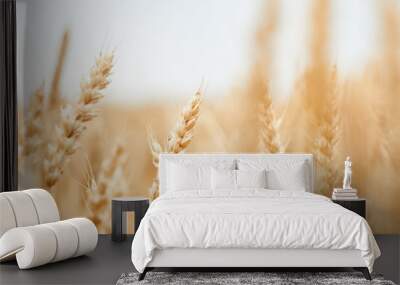 Wheat field on a cloudy day close-up Wall mural