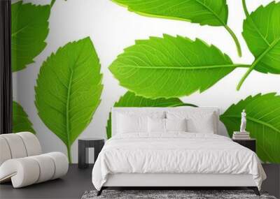 isolated green leaf on white backdrop Wall mural