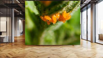 Clutch of eggs of the orange color of the pest of the Colorado potato beetle on the back of the potato leaf Wall mural