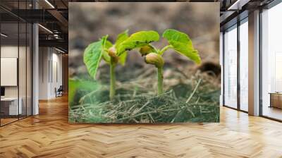 Two bean sprouts on a garden bed close-up Wall mural