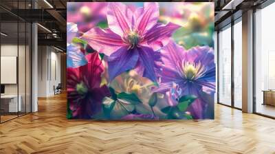 Blooming clematis with large, colorful flowers, 4K hyperrealistic photo Wall mural