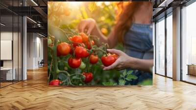 Close-up of a woman picking tomatoes from tomato plants in her vegetable garden in summer Wall mural