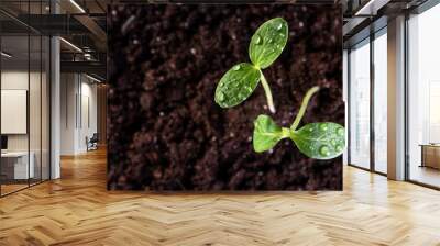 Two young sprouts grow from the soil with drops on the leaves. Top view. Wall mural