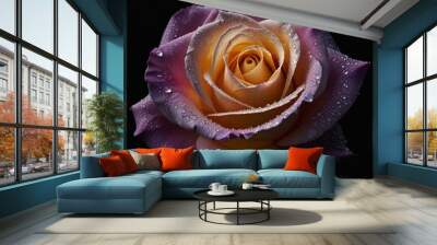 pink rose closeup Wall mural