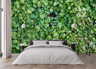 Green Duckweed in water background texture Wall mural