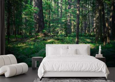 Dark forest,  nature view  Tillamook
State Forest, Oregon. Forest background Wall mural