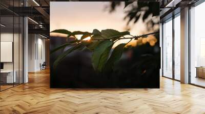 Close-up of a tree branch with green leaves in evening sunlight against blue sky at sunset. Wall mural