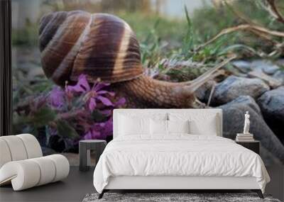 snail in the garden Wall mural