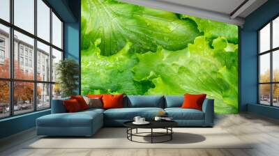 Fresh cut leaves of green lettuce texture, top view Wall mural