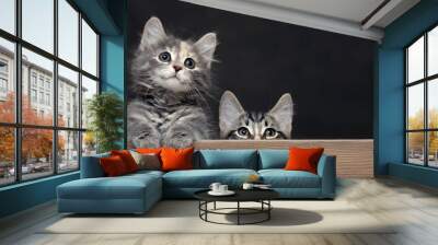 Two cute gray striped kittens rest their paws on a wooden board. Blank for advertisement or announcement with copy space Wall mural