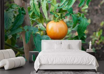 red tomatoes in the garden. ripe fruits on tomato bushes. juicy young vegetables in the garden. ketchup cooking concept. Wall mural