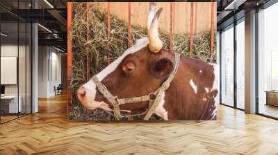 adult cows on the field Wall mural