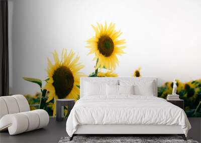 a field of beautiful bright colors of sunflowers in the sunset time in the summer Wall mural