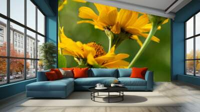 beautiful yellow daisies bloom in nature. High quality photo Wall mural