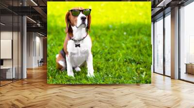 Portrait of a serious beagle dog wearing sunglasses on green grass. Funny hunting foxhound in the park. Copy Space Wall mural